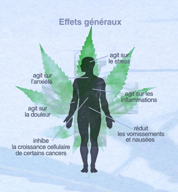 comment augmenter effet cannabis