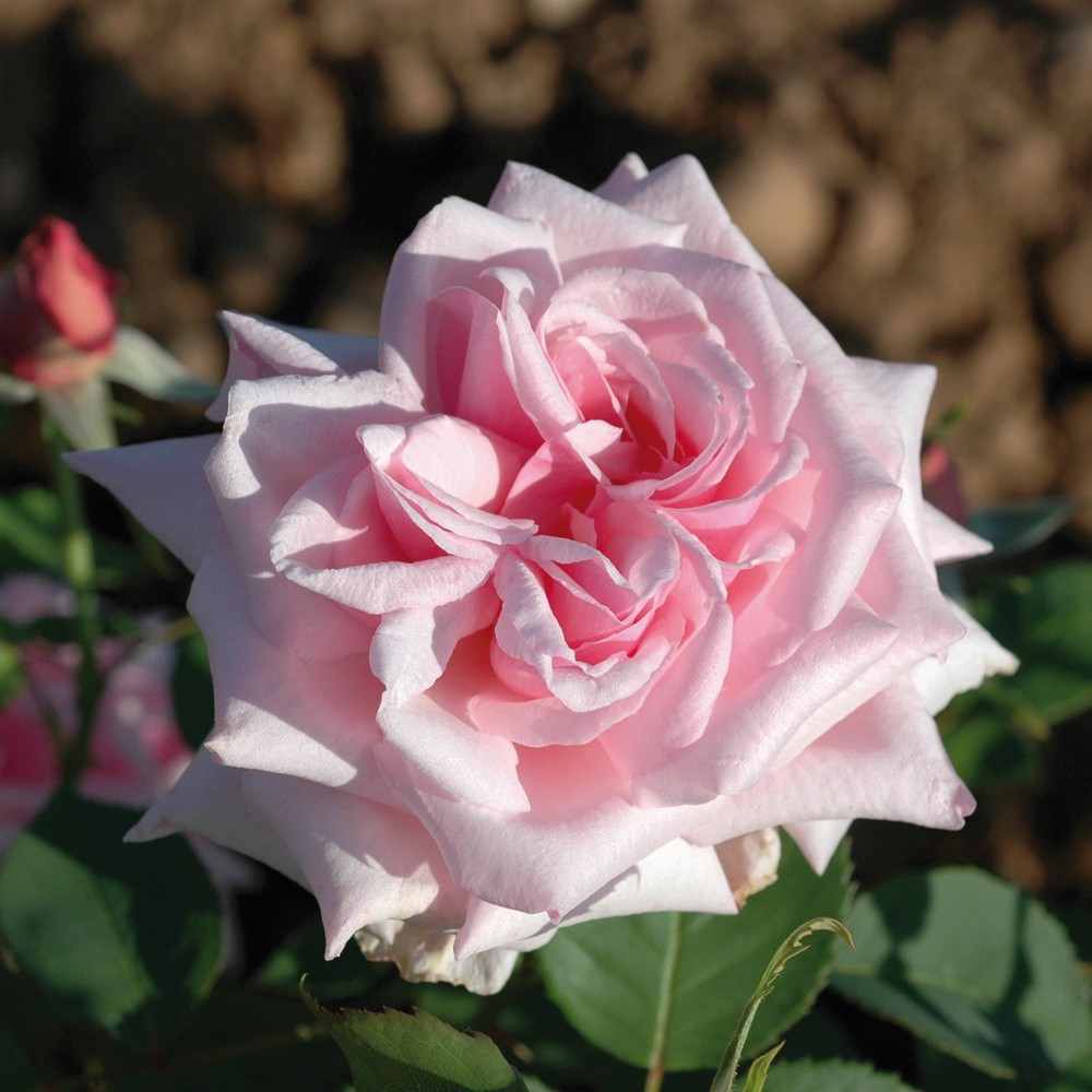 Rosier La France, par Guillot