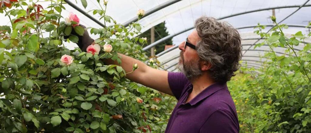 Chez Monsieur Marguerite, les roses sont cultivées en Ide-de-France. Elles ne sont pas importées du Kenya…